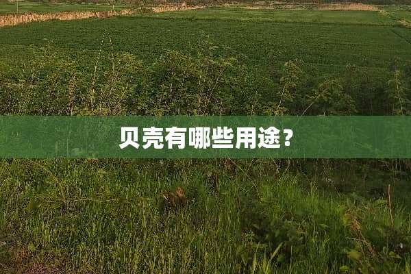 贝壳有哪些用途？