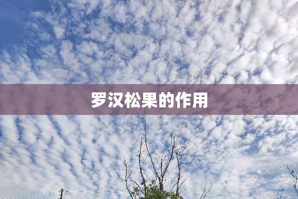 罗汉松果的作用