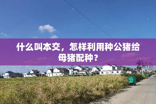 什么叫本交，怎样利用种公猪给母猪配种？