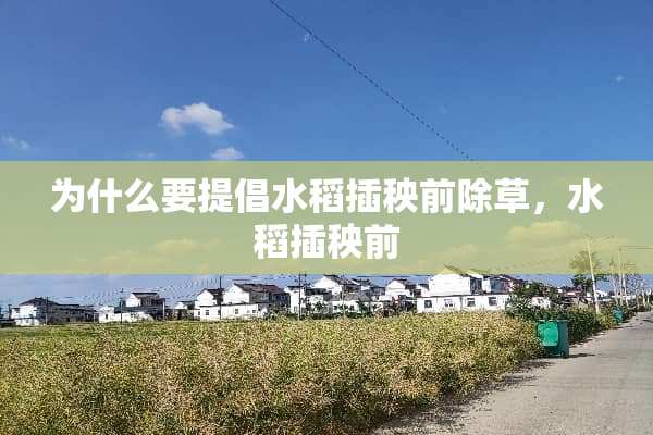 为什么要提倡水稻插秧前除草，水稻插秧前