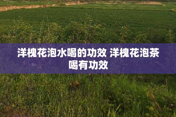 洋槐花泡水喝的功效 洋槐花泡茶喝有功效