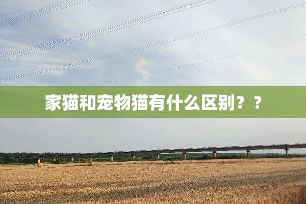 家猫和宠物猫有什么区别？？