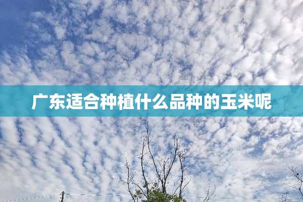 广东适合种植什么品种的玉米呢