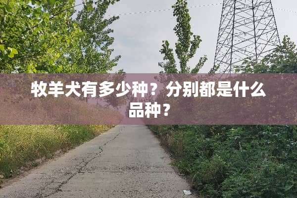 牧羊犬有多少种？分别都是什么品种？