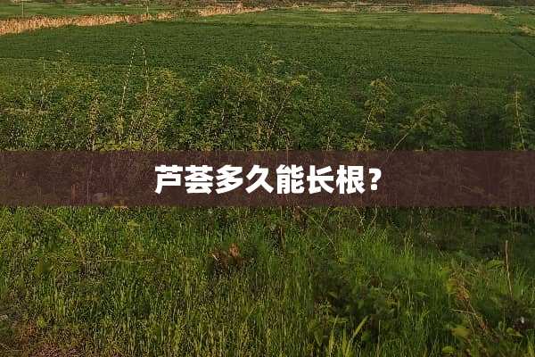 芦荟多久能长根？