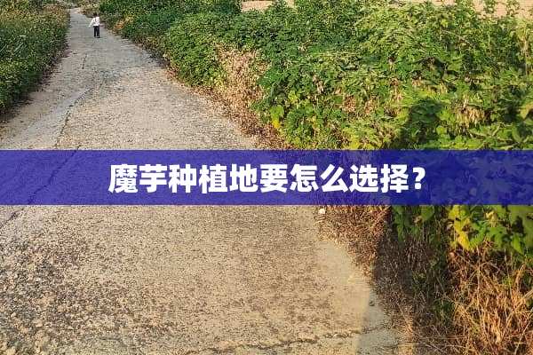 魔芋种植地要怎么选择？