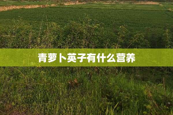 青萝卜英子有什么营养