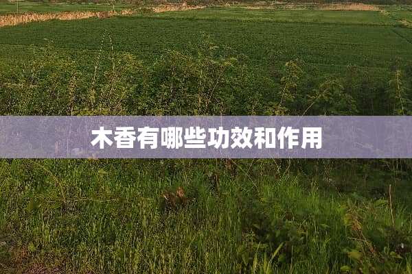 木香有哪些功效和作用