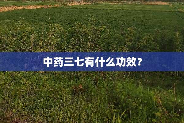 中药三七有什么功效？