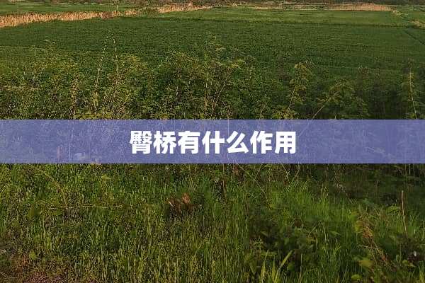臀桥有什么作用