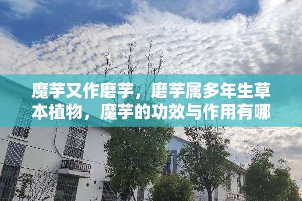 魔芋又作磨芋，磨芋属多年生草本植物，魔芋的功效与作用有哪些呢？