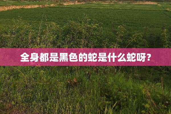 全身都是黑色的蛇是什么蛇呀？