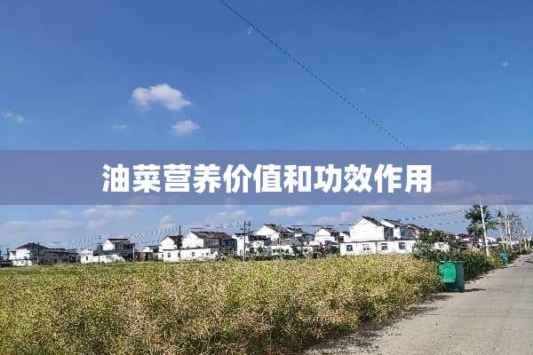 油菜营养价值和功效作用