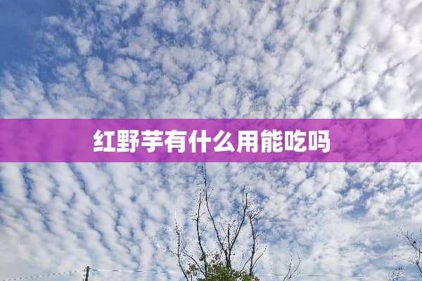 红野芋有什么用能吃吗