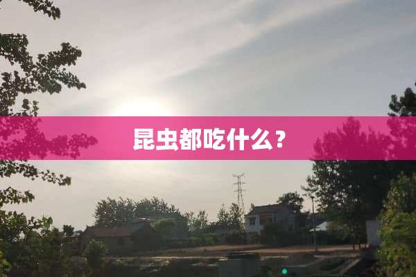 昆虫都吃什么？