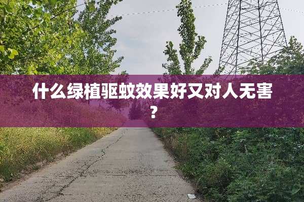什么绿植驱蚊效果好又对人无害？