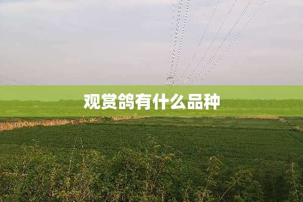 观赏鸽有什么品种