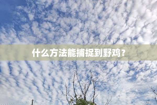 什么方法能捕捉到野鸡？