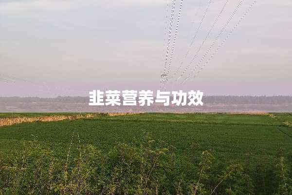 韭菜营养与功效