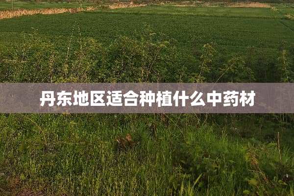 丹东地区适合种植什么中药材