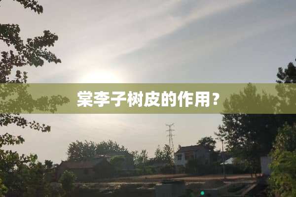 棠李子树皮的作用？