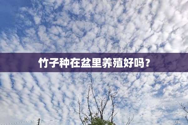 竹子种在盆里养殖好吗？
