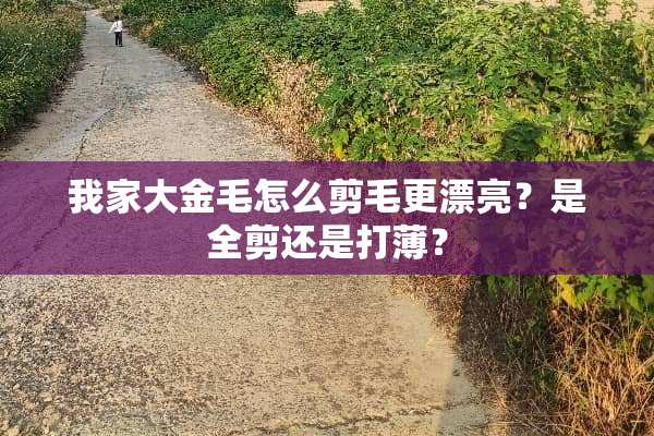 我家大金毛怎么剪毛更漂亮？是全剪还是打薄？