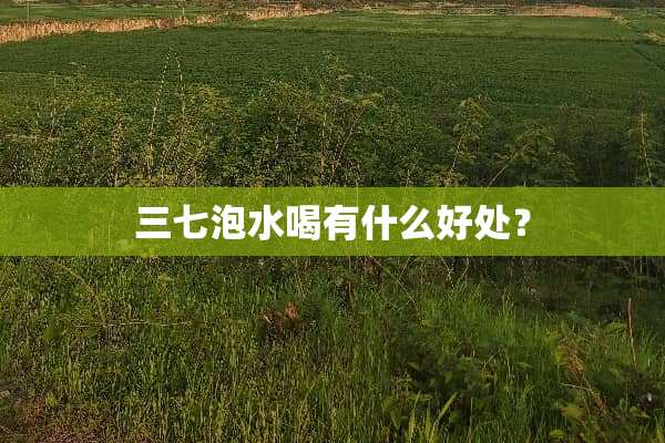 三七泡水喝有什么好处？