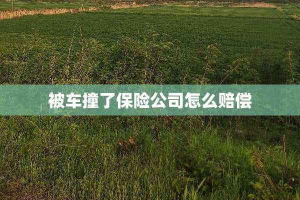 被车撞了保险公司怎么赔偿