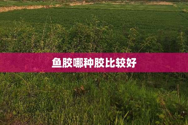 鱼胶哪种胶比较好