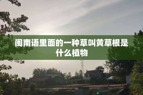 闽南语里面的一种草叫黄草根是什么植物