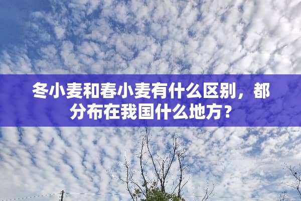 冬小麦和春小麦有什么区别，都分布在我国什么地方？
