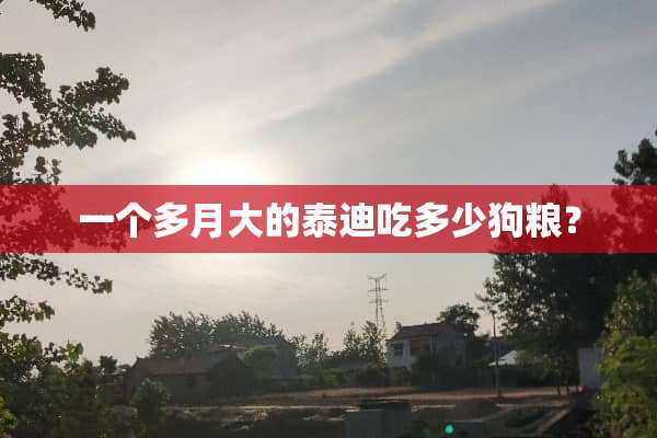 一个多月大的泰迪吃多少狗粮？
