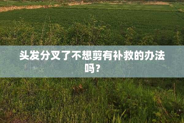 头发分叉了不想剪有补救的办法吗？