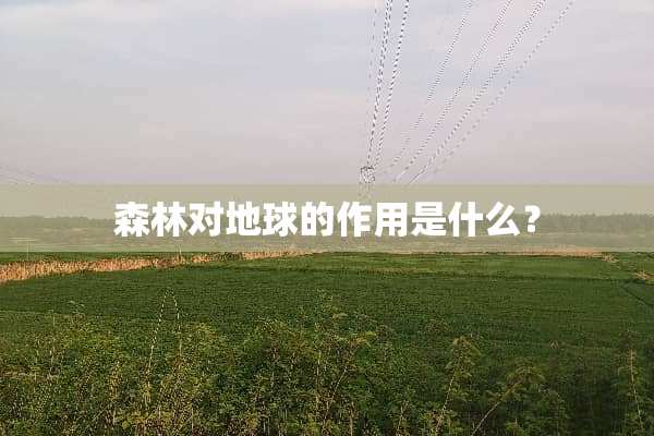 森林对地球的作用是什么？