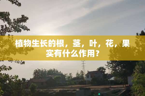 植物生长的根，茎，叶，花，果实有什么作用？