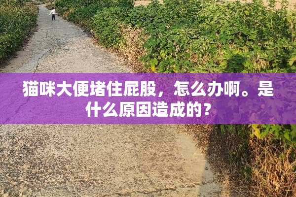 猫咪大便堵住**，怎么办啊。是什么原因造成的？
