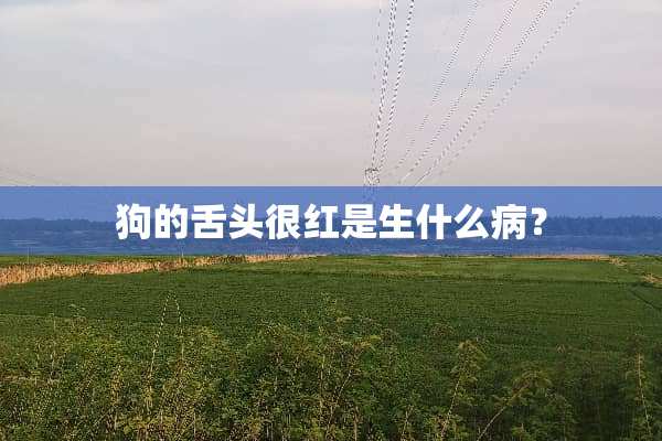 狗的舌头很红是生什么病？
