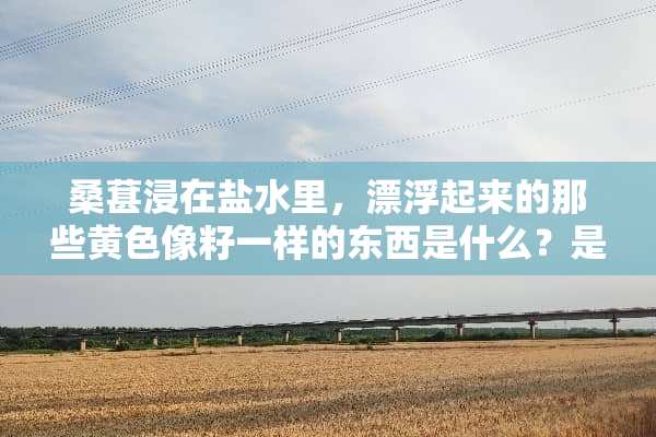 桑葚浸在盐水里，漂浮起来的那些**像籽一样的东西是什么？是桑葚籽吗？