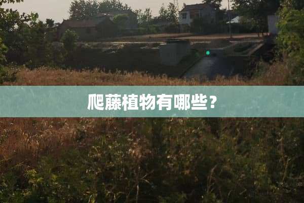 爬藤植物有哪些？
