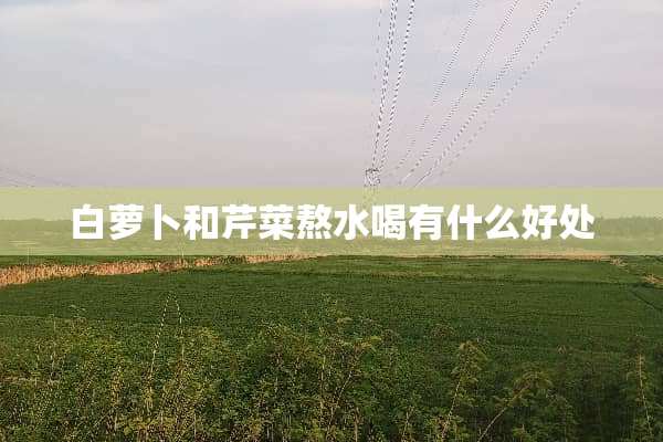 白萝卜和芹菜熬水喝有什么好处