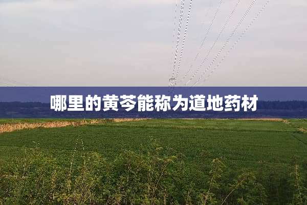 哪里的黄芩能称为道地药材