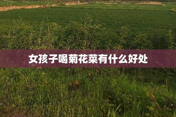 女孩子喝菊花菜有什么好处
