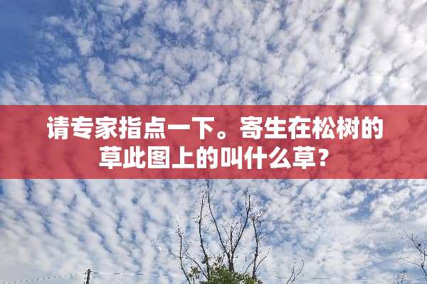 请专家指点一下。寄生在松树的草此图上的叫什么草？
