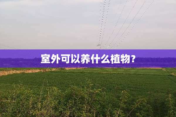 室外可以养什么植物？