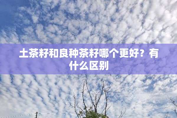 土茶籽和良种茶籽哪个更好？有什么区别