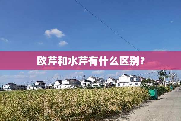 欧芹和水芹有什么区别？