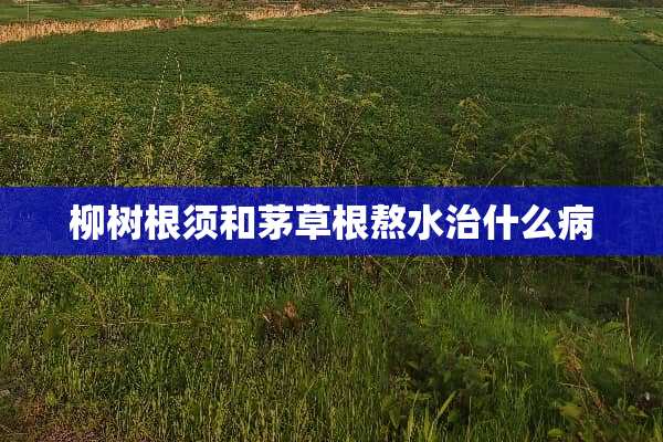 柳树根须和茅草根熬水治什么病