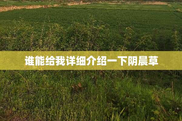 谁能给我详细介绍一下*晨草