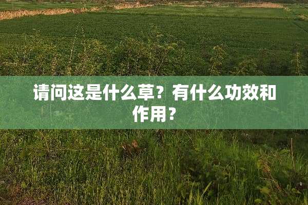 请问这是什么草？有什么功效和作用？